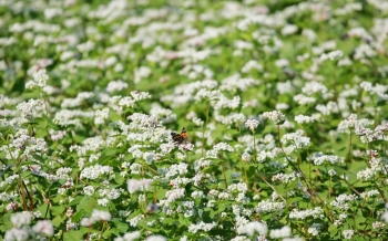 ソバの花フェスタ