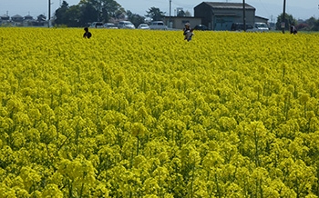 菜種油「わのかおり」