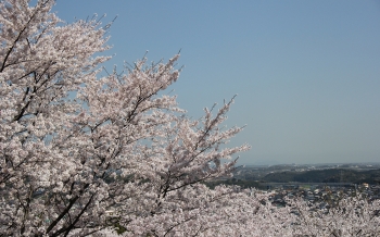 金毘羅山