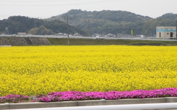 おおとう桜街道 花公園