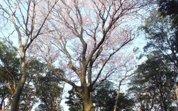 島津・丸山歴史自然公園