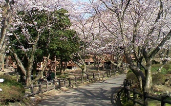 一本松公園(昭和の森)