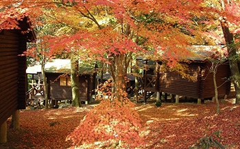 一本松公園(昭和の森)