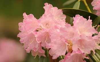 一本松公園(昭和の森)