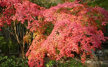 四王寺県民の森