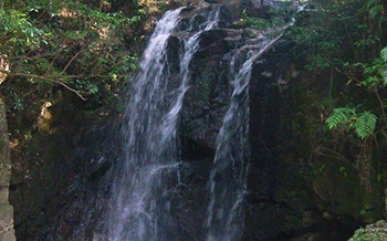 四王寺県民の森