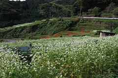 等覚寺の棚田