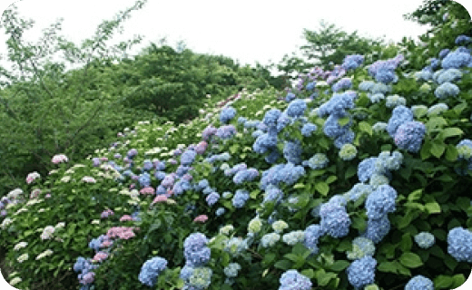 金山アジサイ園・サクラ園