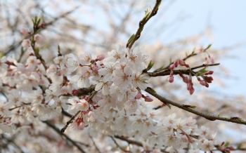 天神山 大しだれ桜祭り