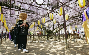 定禅寺藤まつり