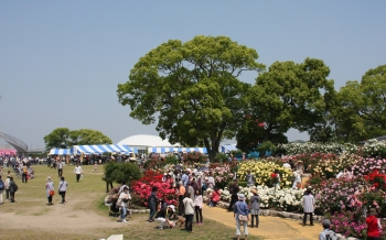 粕屋町バラまつり