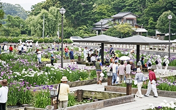 みやこ町花しょうぶまつり