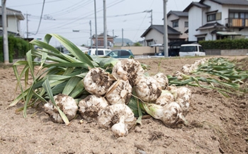 水巻のでかにんにく