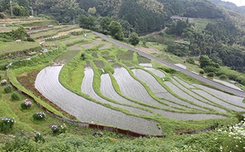 等覚寺の棚田