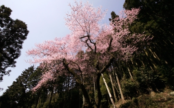 エドヒガン 虎尾桜