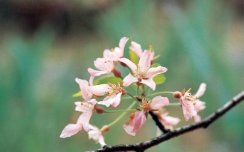 虎尾桜