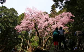 虎尾桜