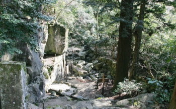 岩屋権現の大杉