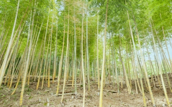 金明竹林