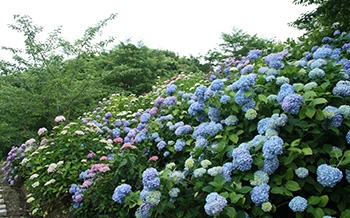 金山アジサイ園・サクラ園