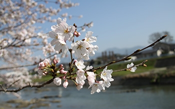 皆添橋付近の桜並木