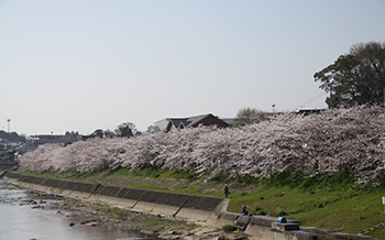 皆添橋付近の桜並木