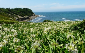 夏井ヶ浜