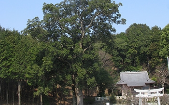 菅原神社のイチイガシ(県指定天然記念物)