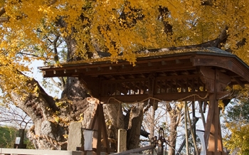 八劔神社の大イチョウ