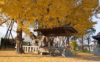 八劔神社の大イチョウ