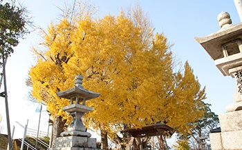 八劔神社の大イチョウ