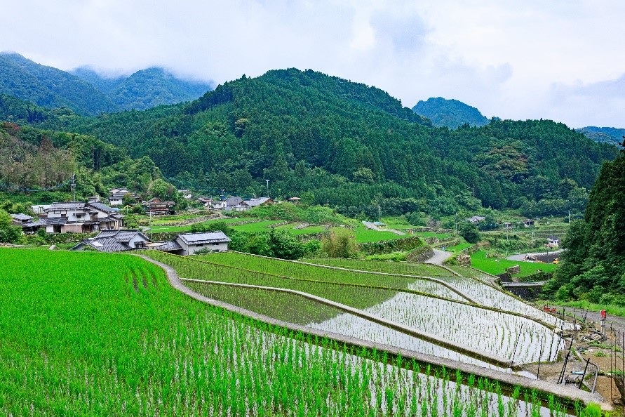 竹の棚田