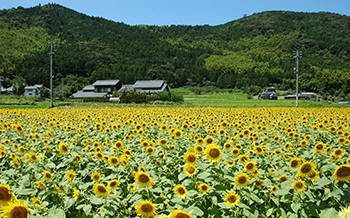 崎山地区の向日葵