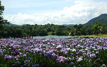 豊津花菖蒲公園