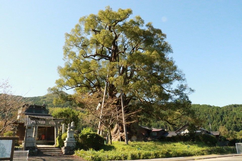 本庄の大楠(国指定天然記念物)